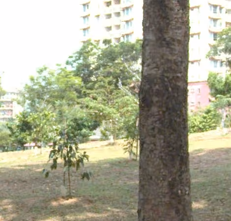 tree photo