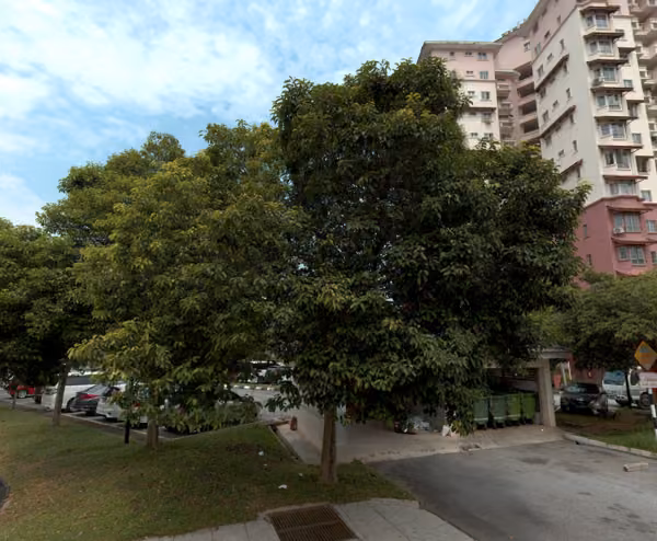 tree photo