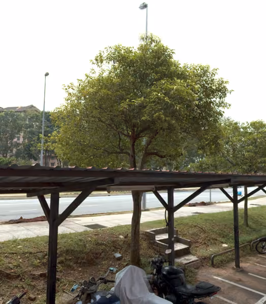 tree photo