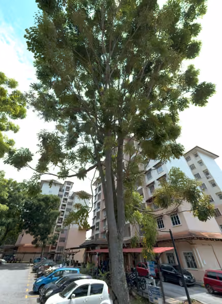 tree photo