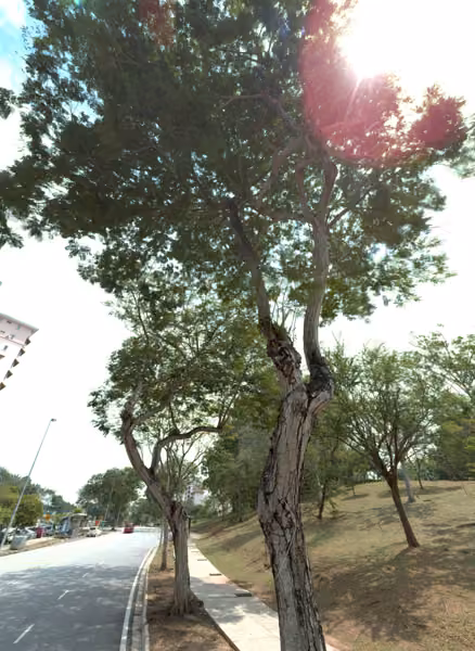 tree photo