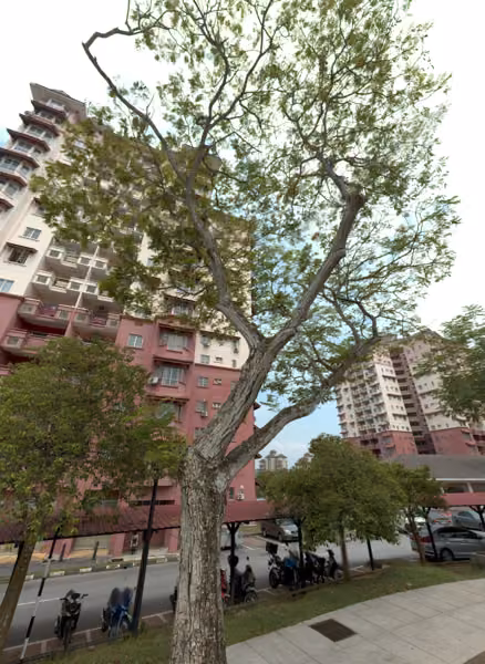tree photo