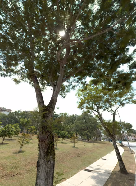 tree photo