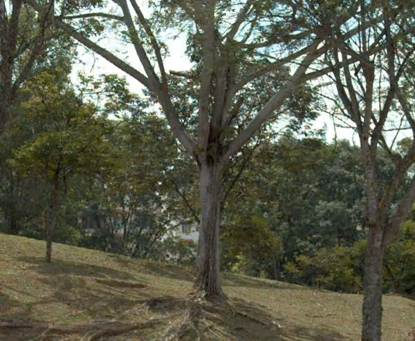 tree photo