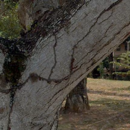 tree photo