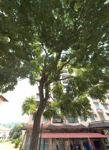 tree photo