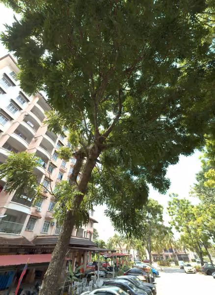 tree photo