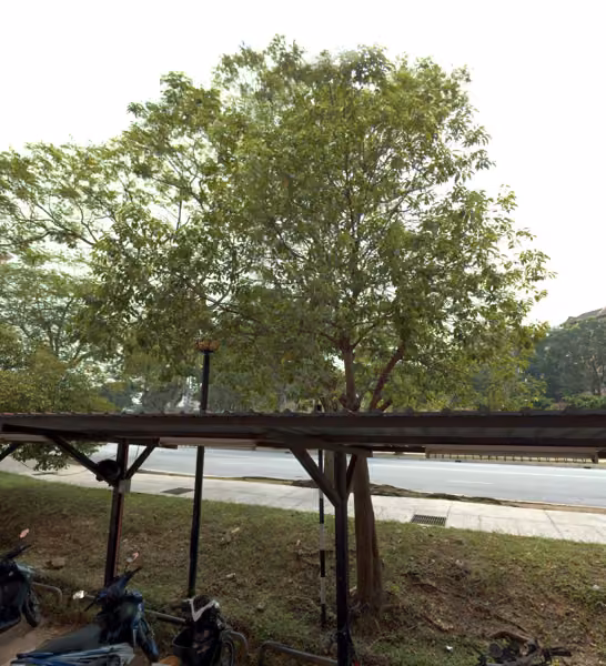 tree photo