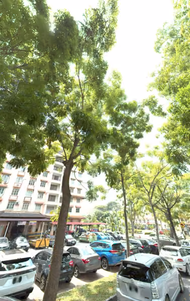 tree photo