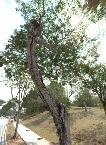 tree photo