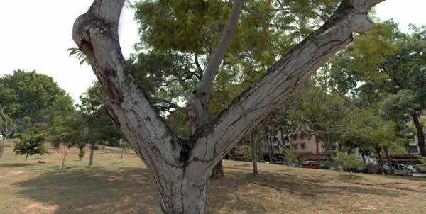 tree photo