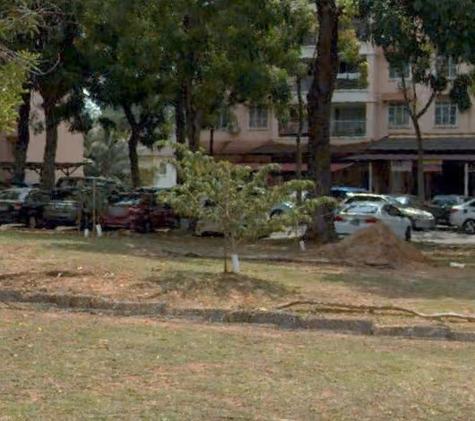 tree photo