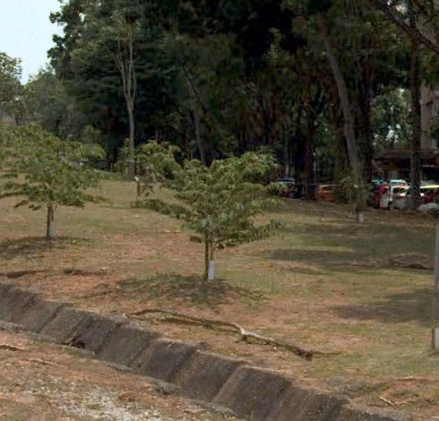 tree photo