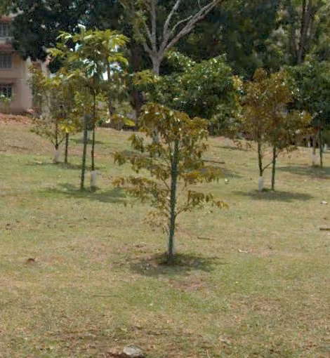 tree photo
