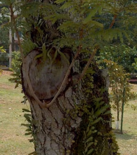 tree photo
