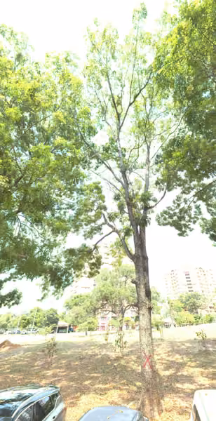 tree photo