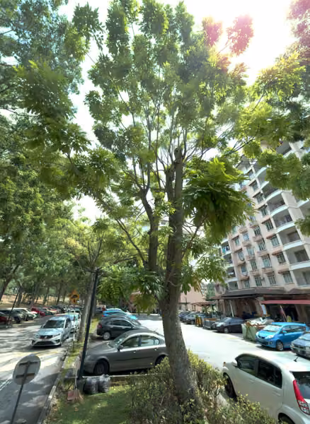 tree photo