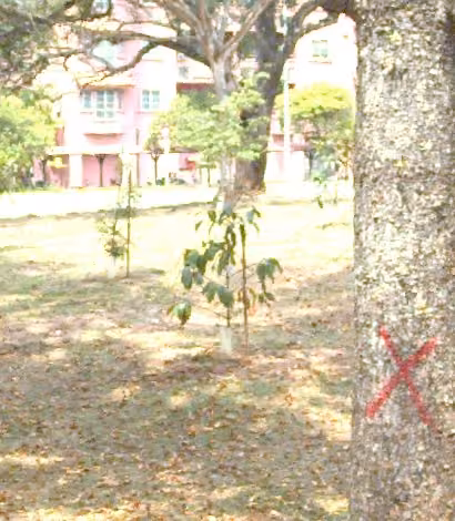 tree photo