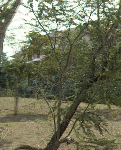 tree photo