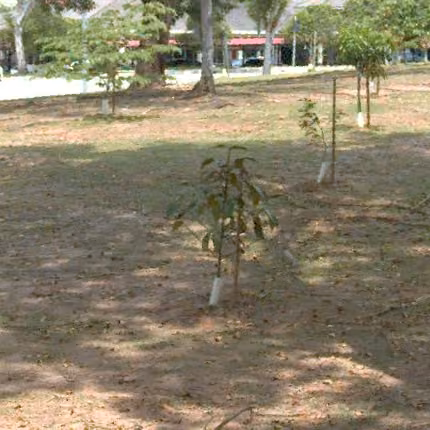 tree photo