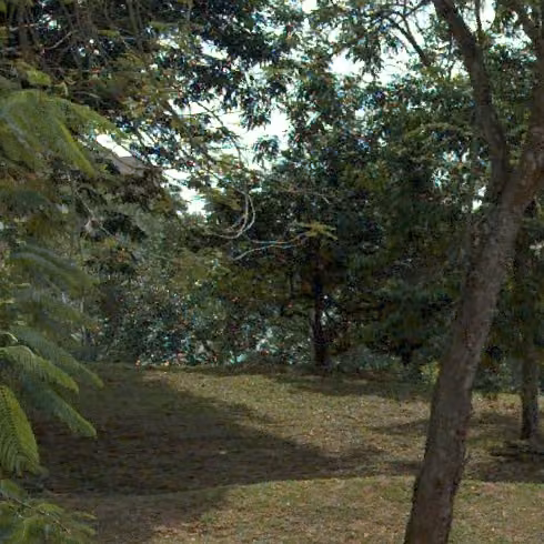 tree photo