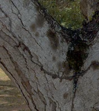 tree photo
