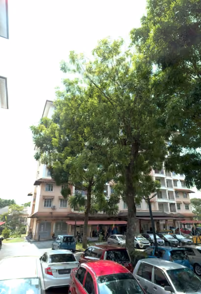 tree photo