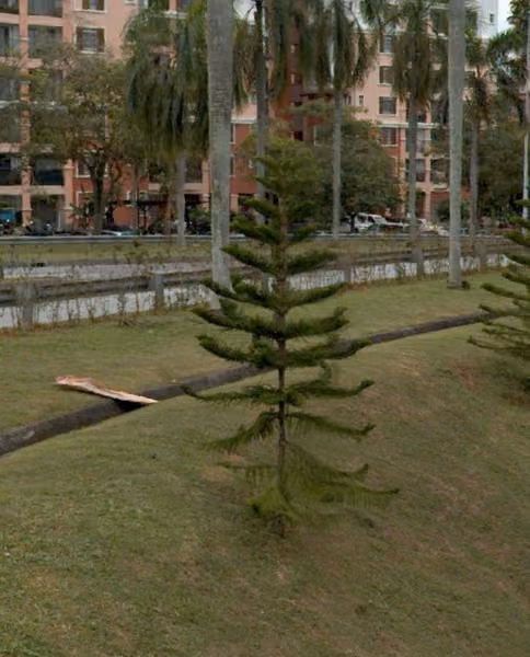 tree photo