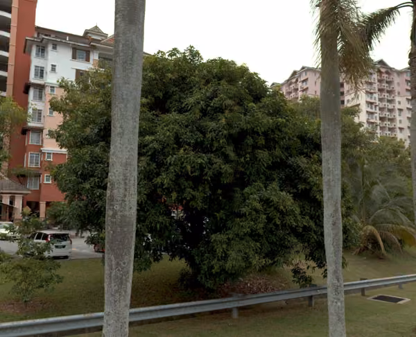 tree photo