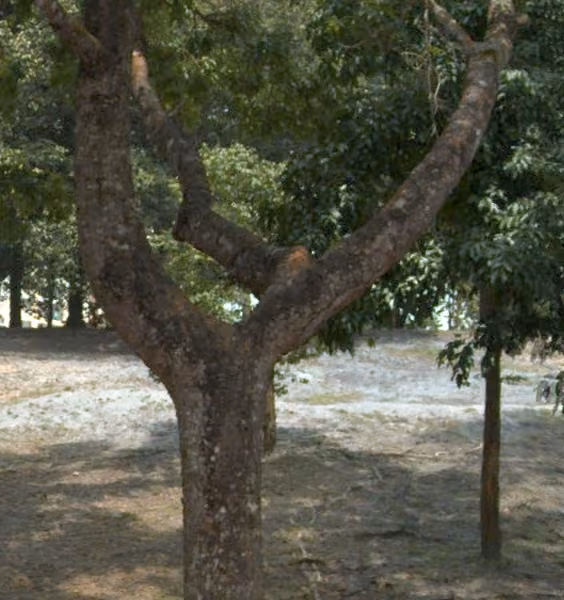 tree photo