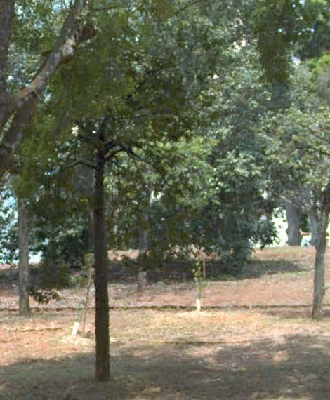 tree photo