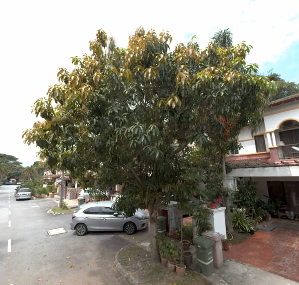 tree photo