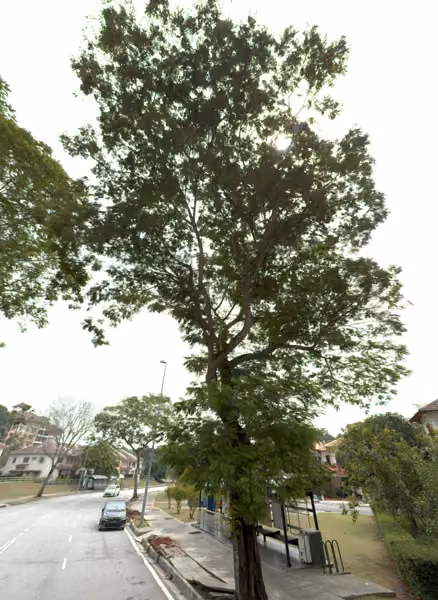 tree photo