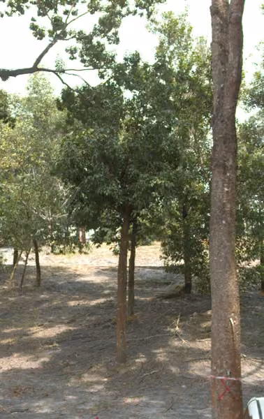 tree photo