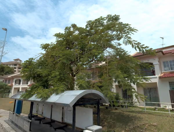 tree photo