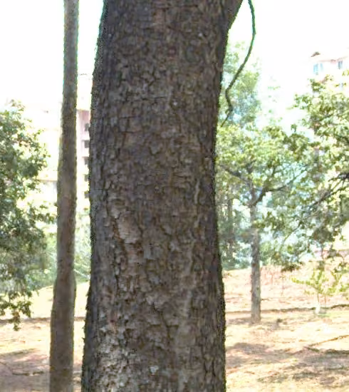 tree photo
