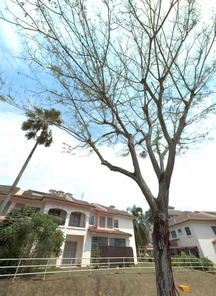 tree photo