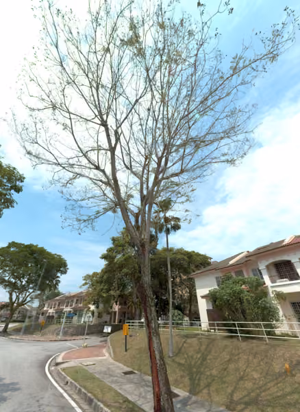 tree photo