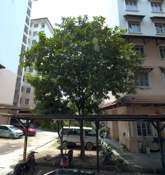 tree photo