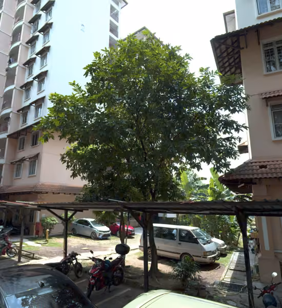 tree photo