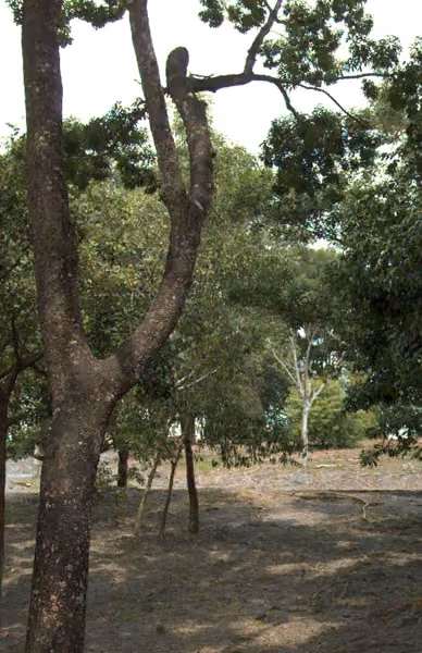 tree photo