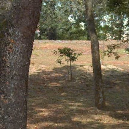 tree photo