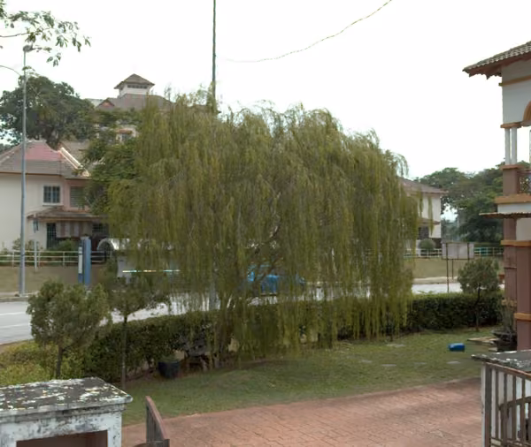 tree photo