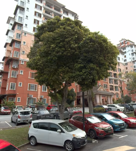 tree photo