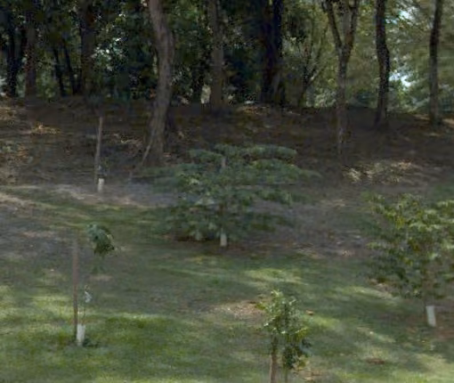 tree photo