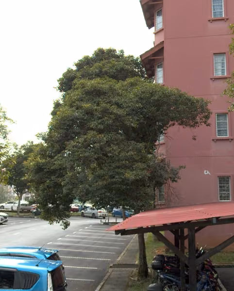 tree photo