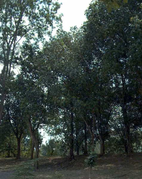 tree photo