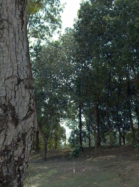 tree photo