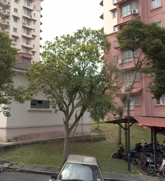 tree photo