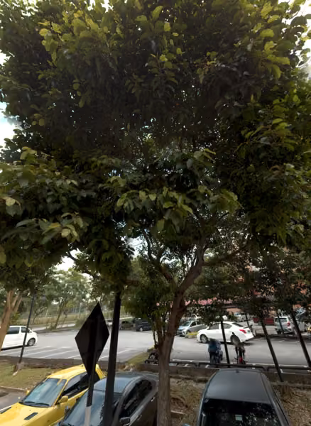 tree photo